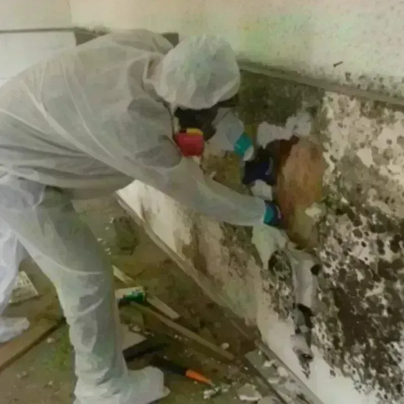 Mold Remediation and Removal in Anderson, CA